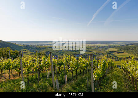 Eisenberg vigneto, Eisenberg an der Pinka, pittoresca regione vinicola, Burgenland meridionale, Burgenland, Austria Foto Stock