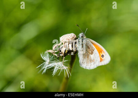 Small Heath (Coenonympha pamphilus) Foto Stock