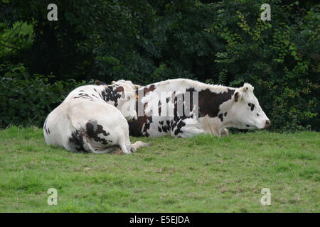 Francia, basse Normandie, manche, Pays de saint lo, conde sur vire, vaches normandes, au repos dans le pre, Foto Stock