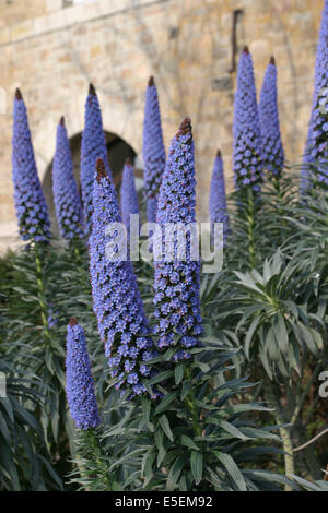 Francia, basse Normandie, manche, iles chausey, au large de granville, fleurs, vegetazione, Foto Stock