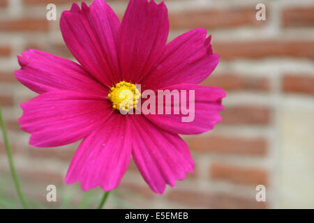 Francia, Haute Normandie, eure, pont audemer, fleur rue des carmelites, mur de brique Foto Stock