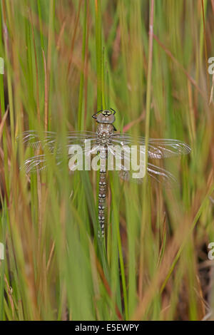 Appena emerse Hawker comune Libellula Foto Stock