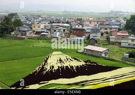 La risaia arte sul display in Inakadate villaggio nella prefettura di Aomori domenica 27 luglio 2014. Inakadate è un piccolo villaggio di 8.000 abitanti in Norther Giappone che ha becme famoso per la creazione di arte nella sua le risaie piantando una gamma di colorate le piante di riso su un risone canvas. Questo aiuta ad attirare oltre 200.000 visitatori al piccolo villaggio di ogni anno. Quest'anno i disegni includono una ricreazione del Monte Fuji e una rappresentazione dei caratteri dal popolare di animazione giapponese Sazaesan. Ogni anno nuove creazioni vengono visualizzati a partire dalla metà di luglio fino a settembre. Foto Stock