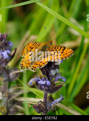 Pearl-delimitata Fritillary Butterfly - Boloria euphrosyne avanzamento sul Bugle - Ajuga reptans Foto Stock