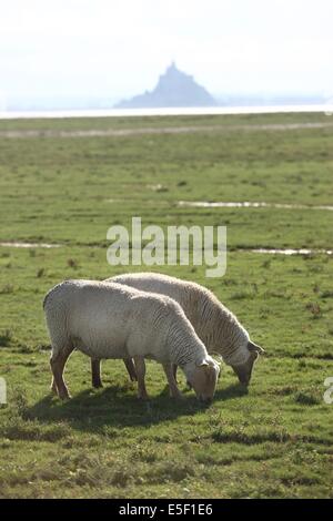 Francia, basse Normandie, manche, vains saint leonard, baie du mont saint michel, moutons et agneaux de pres sales, elevage de francois cerdonney, berger, Foto Stock