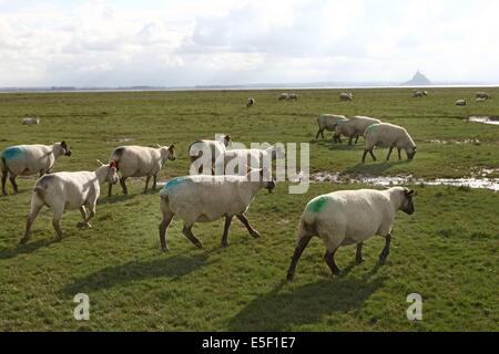 Francia, basse Normandie, manche, vains saint leonard, baie du mont saint michel, moutons et agneaux de pres sales, elevage de francois cerdonney, berger, Foto Stock