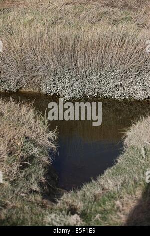 Francia, basse Normandie, manche, vains saint leonard, baie du mont saint michel, moutons et agneaux de pres sales, elevage de francois cerdonney, berger, Foto Stock