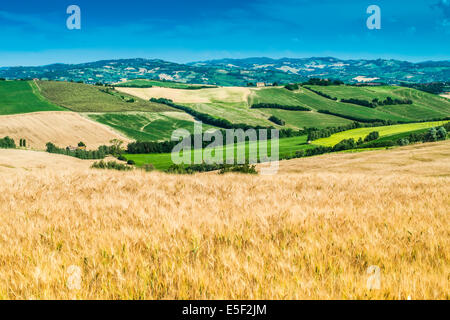 Colture di cereali e agriturismo in Toscana, Italia Foto Stock