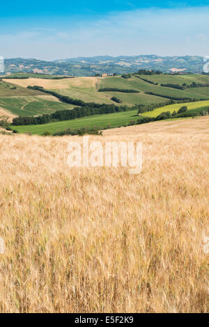 Colture di cereali e agriturismo in Toscana, Italia Foto Stock