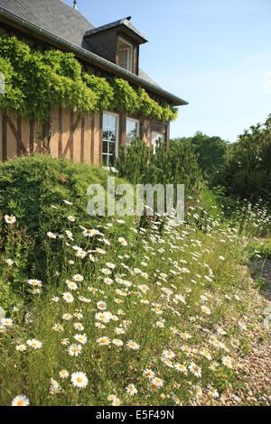 Francia, Haute Normandie, eure, Pays de risle charenton, saint victor d'epine, Promenade en foret en famille, autour du gite rurale n 552, proprietario anne marie rault, hebergement, gites de france, marguerites, Foto Stock