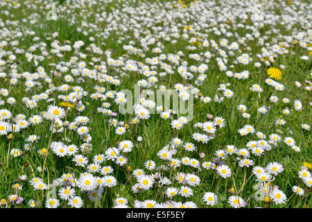 DAISY Bellis perennis (Asteraceae) Foto Stock