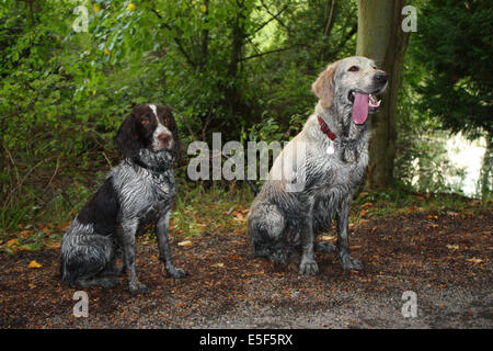 Springer spaniel e golden retriever gundogs pet amici insieme Foto Stock