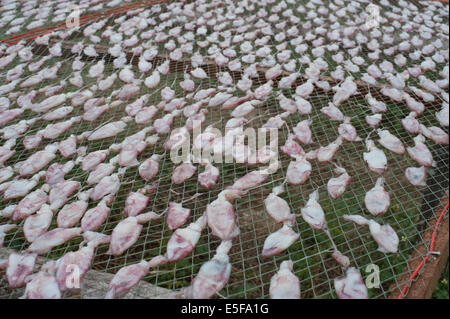 Calamari essiccazione al sole catturati al largo di Hui Hin Tailandia Foto Stock