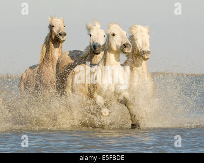 Cavalli Camargue in esecuzione attraverso l acqua Foto Stock