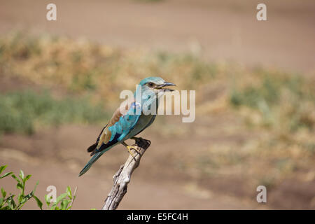 Rullo europea bird Serengeti Tanzania Africa Foto Stock