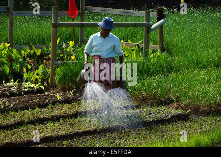 Donna cipolla di irrigazione di piante in orto, costa est isola Maurizio Foto Stock