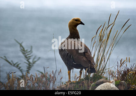 Altopiano di oche (Chloephaga picta) o Magellan goose, Laguna Nimez Nature Preserve, El Calafate, Patagonia, Argentina Foto Stock