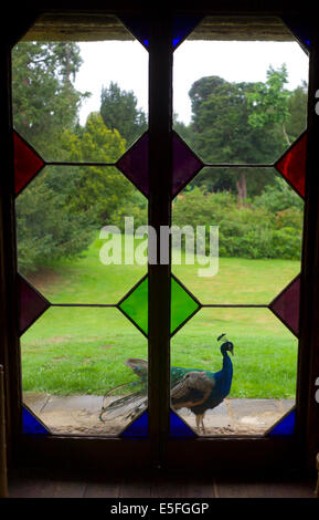 Il Giardino svizzera presso la collezione Shuttleworth, poco operaio,Bedfordshire, Inghilterra, Regno Unito. 28-7 2014 Peacock, Swiss Cottage Foto Stock