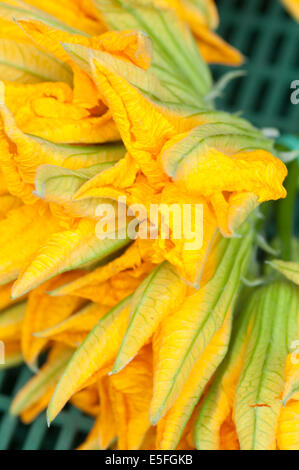 L'Italia, Lombardia, mercato, fiori di zucca, zucchina blumi, fiori di zucca. Foto Stock