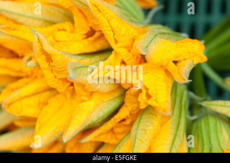 L'Italia, Lombardia, mercato, fiori di zucca, zucchina blumi, fiori di zucca. Foto Stock