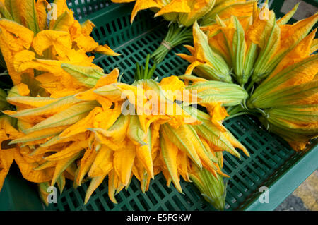 L'Italia, Lombardia, mercato, fiori di zucca, zucchina blumi, fiori di zucca. Foto Stock