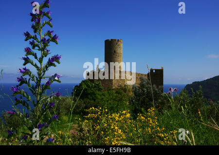 Rovina del castello Noli, Riviera di Ponente, Liguria, Italia Foto Stock