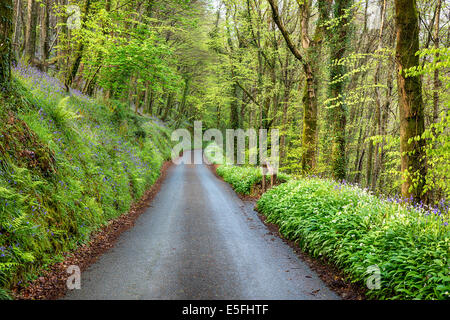 Un viottolo di campagna a Duloe in Cornovaglia foderato con bluebells e aglio selvatico Foto Stock