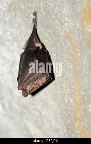 Ritratto verticale di pipistrello di ferro di cavallo minore, hinolophus hipposideros, appeso al soffitto di una grotta. Foto Stock