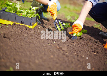 Immagine della coppia di mani gli agricoltori piantina i germogli in giardino Foto Stock