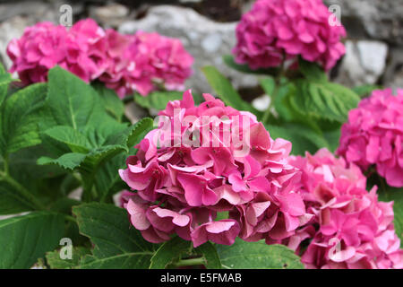 Un mazzetto di vibrante colore rosa fiori di ortensie. Foto Stock