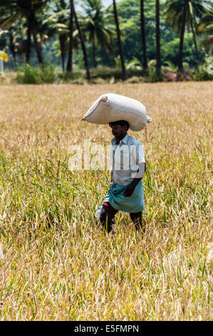 Indian uomo che porta un sacco di riso sulla sua testa su un campo, Uttamapalaiyam, Tamil Nadu, India Foto Stock