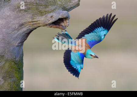 Rullo europea (Coracias garrulus) uscire dalla sua caverna nist, Kiskunság National Park, Ungheria Foto Stock