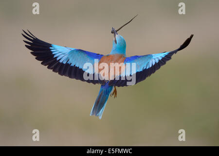 Rullo europea (Coracias garrulus) in volo con la preda, la biscia dal collare (Natrix natrix), Kiskunság National Park, Ungheria Foto Stock