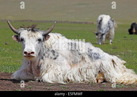 Yak (Bos mutus) circondato da mosche su un prato, Terkhiin Tsagaan Nuur, steppa del Nord, Arkhangai Aimag, Mongolia Foto Stock