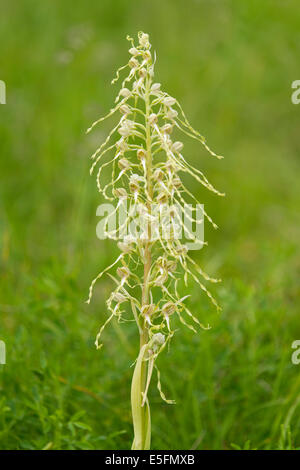 Lizard Orchid (Himantoglossum hircinum), fioritura, Turingia, Germania Foto Stock