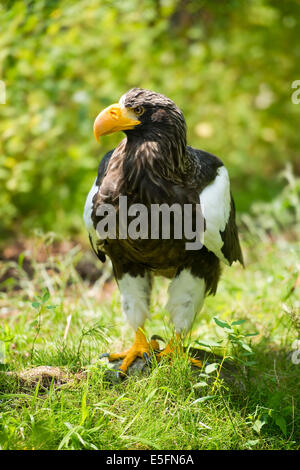 Steller's sea eagle (Haliaeetus pelagicus), captive, Bassa Sassonia, Germania Foto Stock