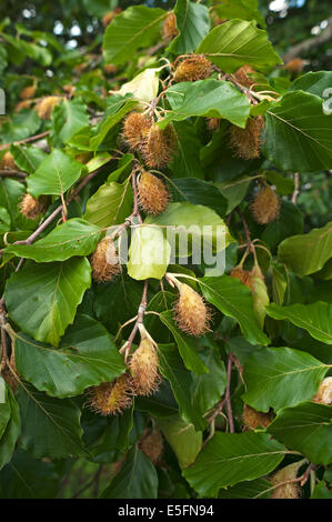 Rami di faggio (Fagus) con beechnuts, Baviera, Germania Foto Stock