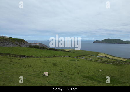 Pecore pascolano in un campo sull' isola Valentia, nella contea di Kerry in Irlanda del sud. Foto Stock