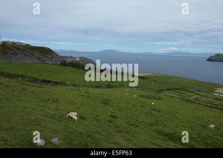 Pecore pascolano in un campo sull' isola Valentia, nella contea di Kerry in Irlanda del sud. Foto Stock