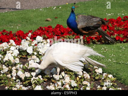 Leucistic o tutto bianco varietà del blu pavone (Pavo cristatus) rovistando in un letto di fiori, normale maschio blu in background Foto Stock