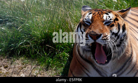 Tigre di Bengala Foto Stock