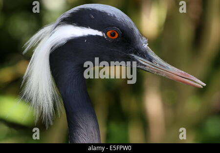 Testa e bill di una gru Demoiselle (Anthropoides virgo) visto di profilo Foto Stock