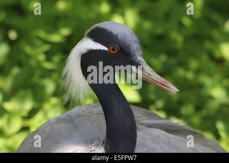 Ritratto di close-up di una gru Demoiselle (Anthropoides virgo) Foto Stock