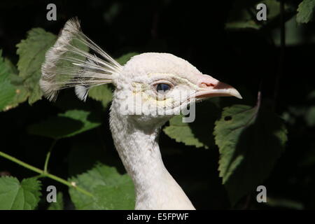 Ritratto di close-up di un leucistic o tutto bianco varietà del blu pavone (Pavo cristatus alba) Foto Stock