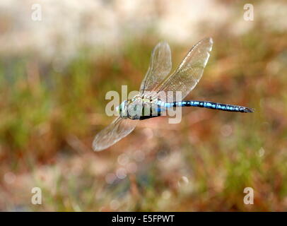 Close-up di una femmina blu a forma di libellula imperatore (Anax imperator) in volo Foto Stock