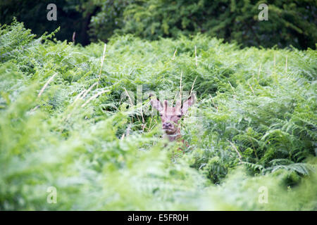 Lone singolo cervi in Richmond Park, Londra cerca attraverso il sottobosco Foto Stock