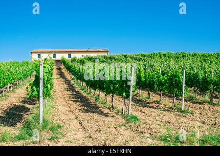 Le piantagioni di vite e agriturismo in Toscana, Italia. Foto Stock