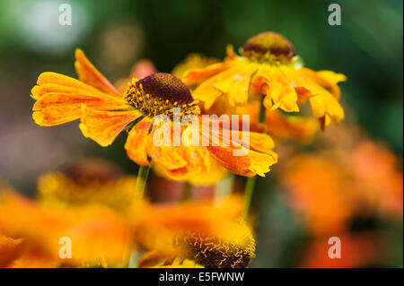 Helenium Waldtraut,Enula, asteraceae, fiore di arancia. Foto Stock