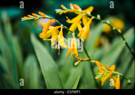 Crocosmia x crocosmiiflora 'George Davison' Foto Stock