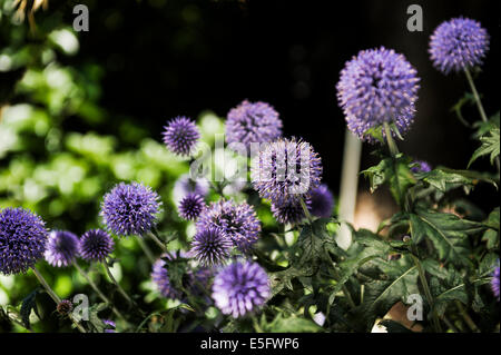 Echinops ritro Veitch del blu. Foto Stock